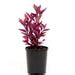 Buy Alternanthera (Red) - Plant online from Nurserylive at lowest price.