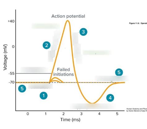 Image result for Action Potential