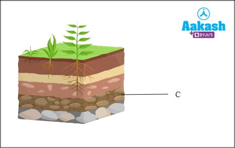 Soil Profile in Biology: Definition, Types and Importance | AESL