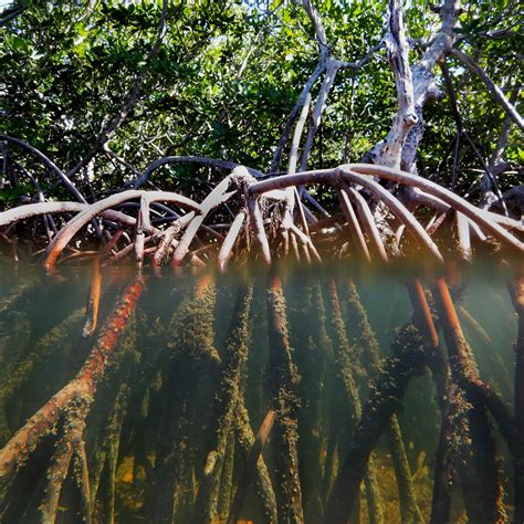 Biotic Component – Seamap Australia