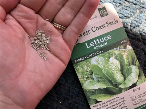 How to grow lettuce 🌱 🥬 Sprout your way to garden-fresh salads
