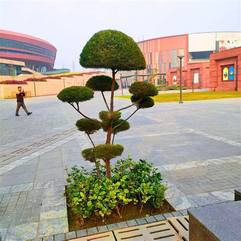 Casuarina Topiary "Multi Ball"- Plant – Lalit Enterprise