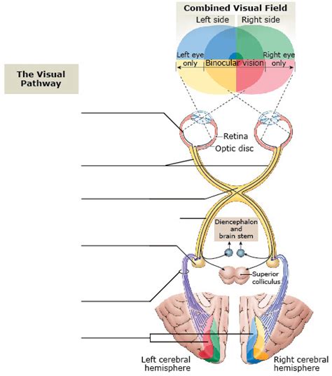 Visual and Auditory Pathways 的图像结果