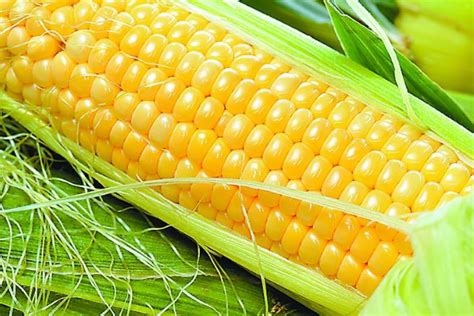 关于玉米的知识有哪些,玉米有哪些小知识呢,玉米的有趣小知识_大山谷图库