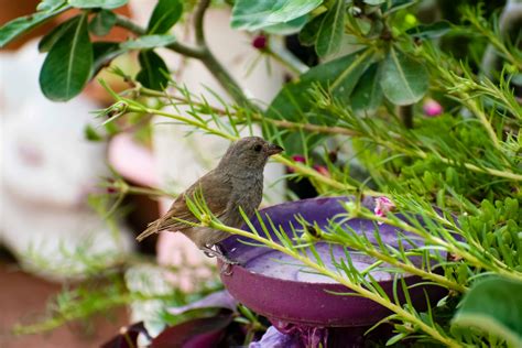 Top 10 Amazing Barbados Animals | Barbados Wildlife | Inspiring Travel