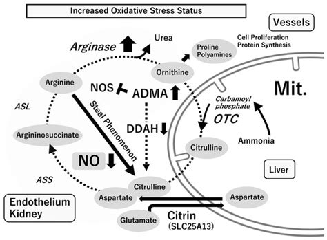 IJMS | Special Issue : Nitric Oxide Biosynthesis Pathway and Nitric ...