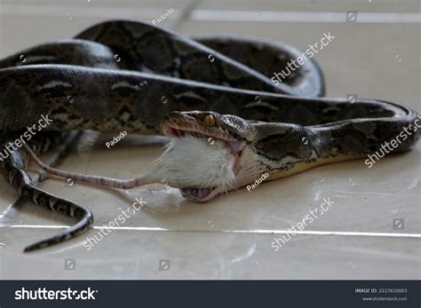 Image result for Python Reticulatus Eating