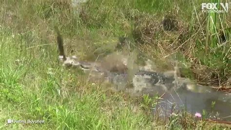 Image result for Florida Python vs Gator