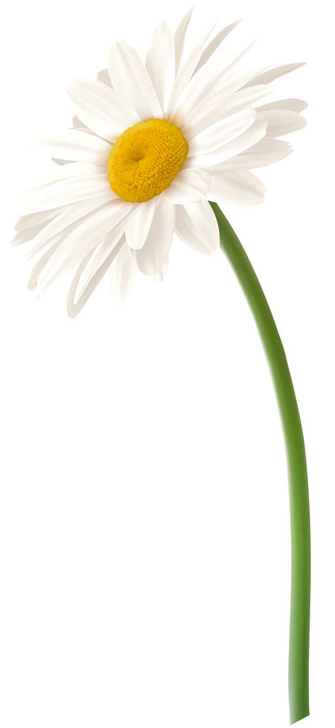 Daisy Flowers, Yellow White, Floral Elements PNG Image