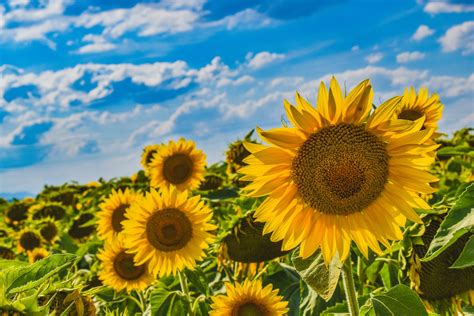 Image result for Soft Tissue Sarcoma