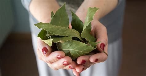 Pourquoi et comment utiliser les feuilles de laurier dans sa maison ? 5 ...