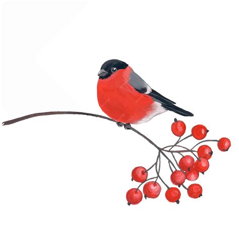 Premium Vector | Bullfinch on mountain ash. watercolor christmas card with the image of a bullfinch.
