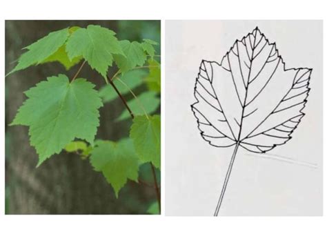 Image result for Maple Tree Identification Guide