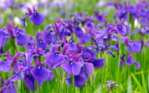 Ayame 2024 Spring Purple Flower Plant Bing 4K Preview | 10wallpaper.com