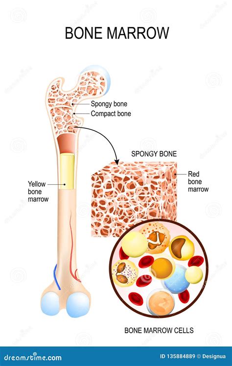 Image result for Bone Marrow Function