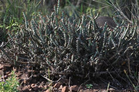 Umdlebe Tree 的图像结果