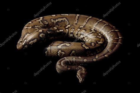 Angolan Python 的图像结果