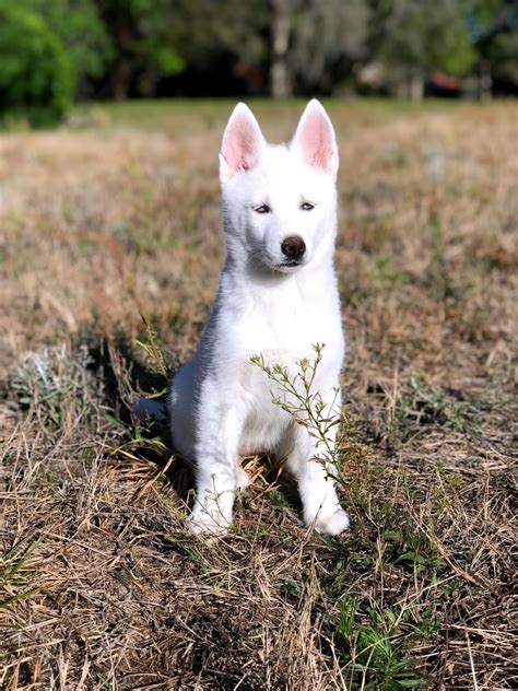 From a playful pup to a majestic adult - Meet Kokes, my all-white Husky ...