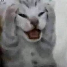 Image result for Scared Cat PFP