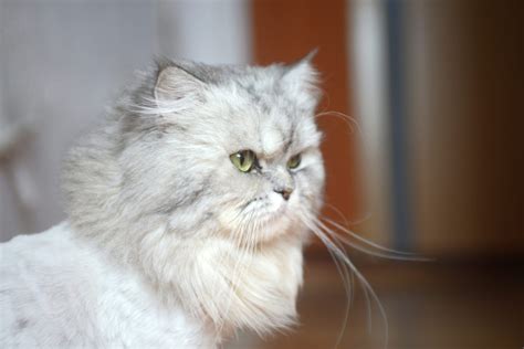 Chinchilla Persian Cat: Facts, Origin & History | Hepper