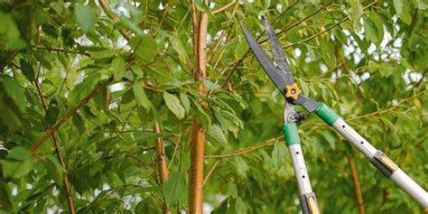 Large Tree Root Trimming 的图像结果