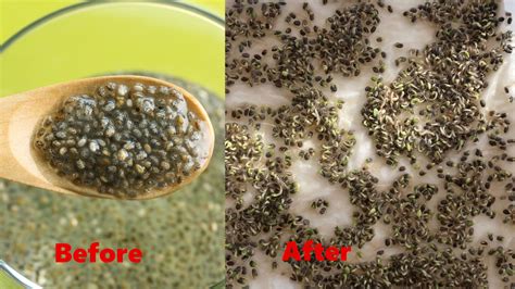 7 Easy Steps to Sprouting Chia Seeds - Gardeners Grail