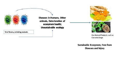 Ethnomedicinal, Phytochemistry and Antiviral Potential of Turmeric ...