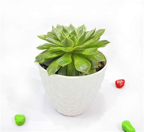 seaofgreen Laxmi Kamal Plant Price in India - Buy seaofgreen Laxmi ...