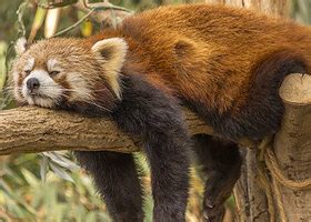 Image result for Pandas NumPy Matplotlib Seaborn Banners