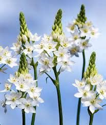 Ornithogalum - Green Goblin