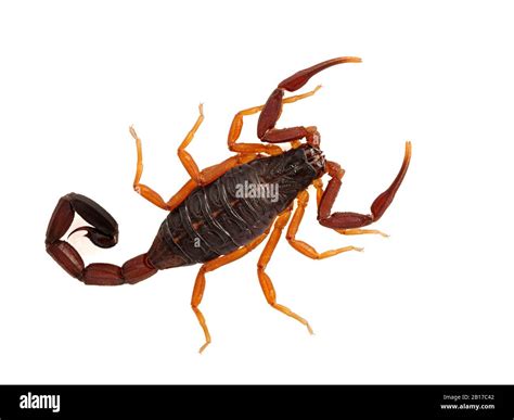 Beautiful sub-adult Florida bark scorpion, (brown bark scorpion), Centruroides gracilis ...