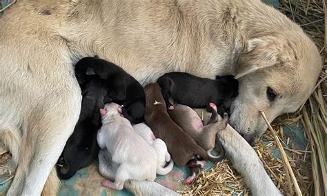 Pet dog population spikes in India – The Softcopy