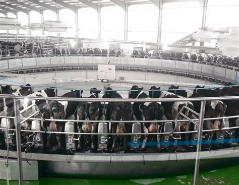 China: GEA installiert Melkkarussell für 10.000 Kühe | agrarheute.com