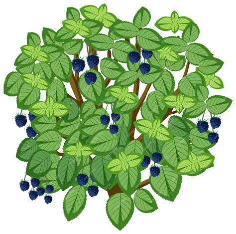 Blueberry Bush Clip Art