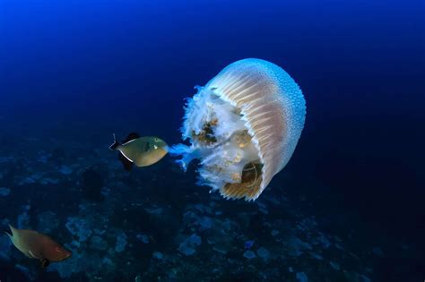What Do Jellyfish Eat? (Jellyfish Diet & How Do They Eat)