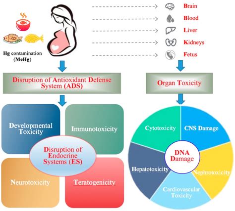 Mercury Contamination in Fish and Its Effects on the Health of Pregnant ...