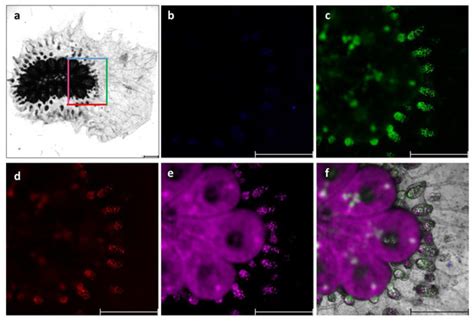 Cells | Special Issue : Recent Advances in Fish Cell Research: Insights ...