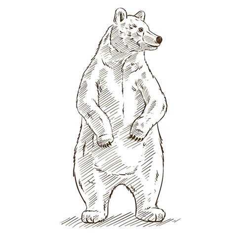 Images de Berlin Ours Dessin – Téléchargement gratuit sur Freepik