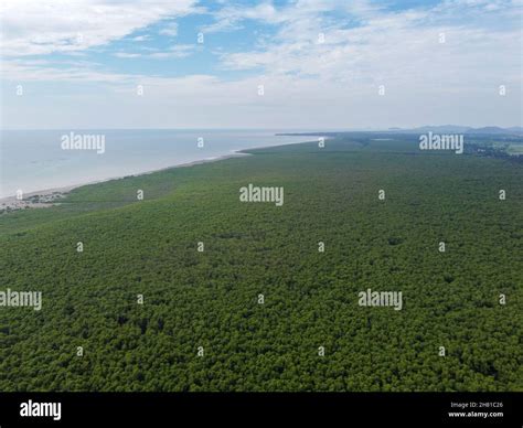 Swamp Aerial View 的图像结果