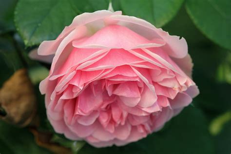 Roses, Closeup, Pink color, HD Wallpaper | Rare Gallery