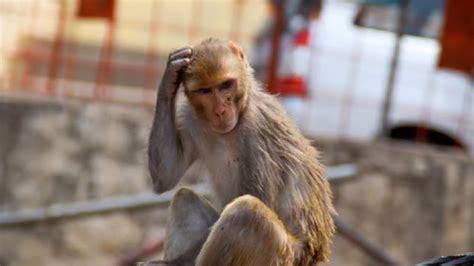 Badaun में बंदरों ने 5 साल के बच्चे को छत से गिराया, मासूम की मौत ...