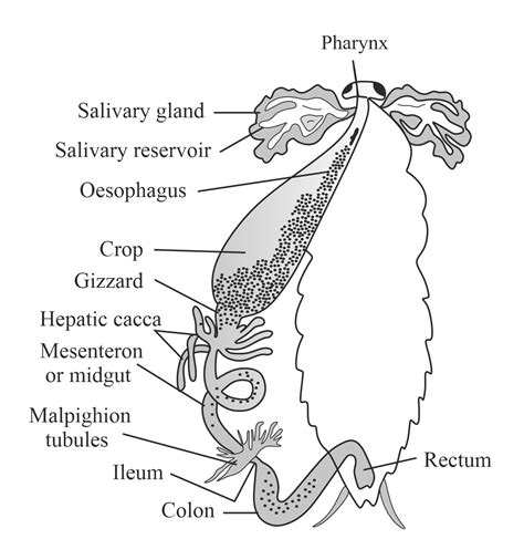 Cockroach Gut Dissection 的图像结果
