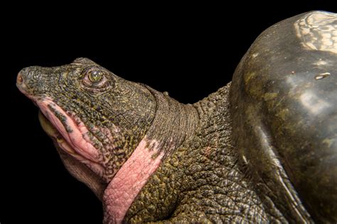 Yangtze Giant Softshell Turtle (Rafetus swinhoei) - Joel Sartore