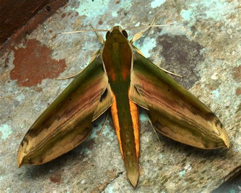 Theretra nessus | Moths