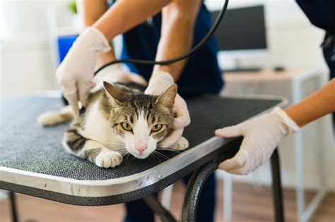 Veterinary Services | Companion Animal Hospital Kenosha