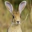 Image result for Rabbit Side Profile Drawing