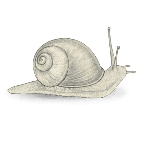 [200+] Snail Pictures | Wallpapers.com