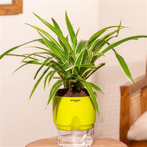 Buy Outdoor Plants For Home in India – Kyari.co