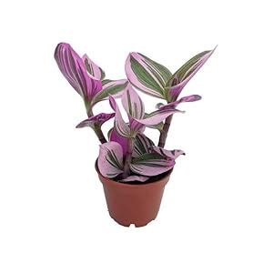 NATURE SENSE Tradescantia Nanouk 3 Stem Air Purifier Rare Indoor Live ...