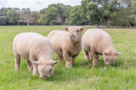 Southdown sheep - Native Breed.org